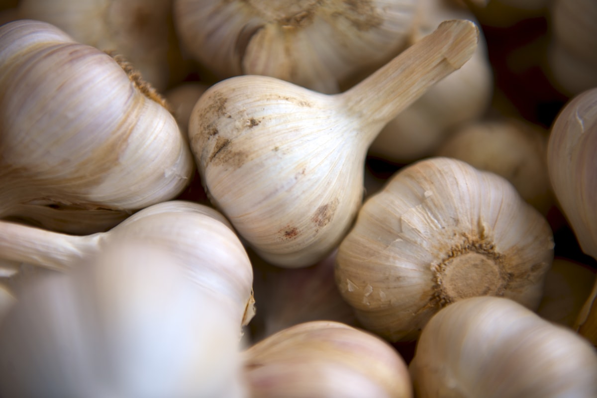Aglio Violetto di Orsara